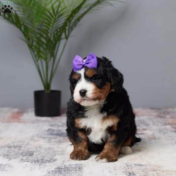 Faith, Mini Bernedoodle Puppy